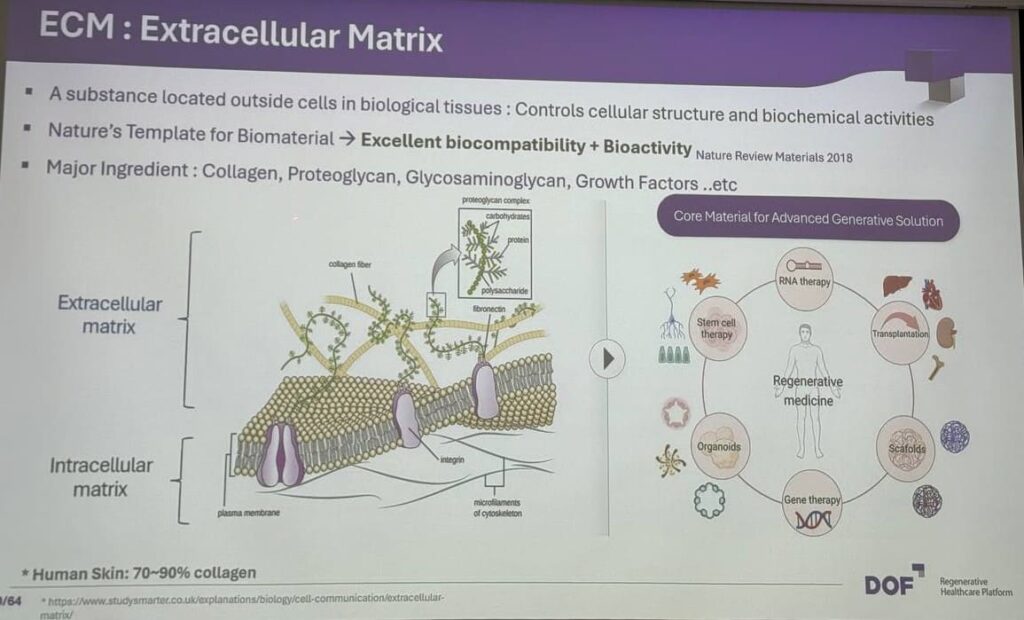 extracellular matrix ECM collagen elastin human skin diagram